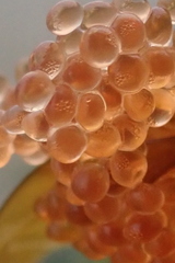 Aulorhynchus flavidus