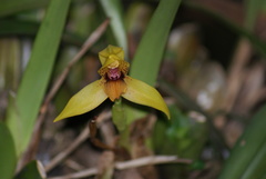 Maxillaria praestans