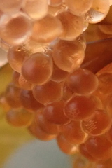 Aulorhynchus flavidus