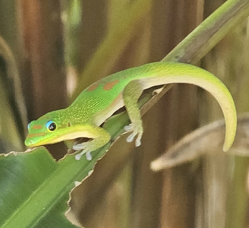 Phelsuma laticauda observed 2026-10-10