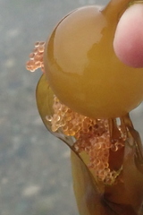 Aulorhynchus flavidus