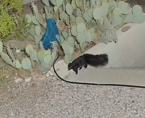 Hooded Skunk observed by jshilko