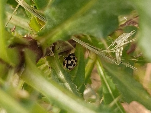 Fourteen-spotted Lady Beetle