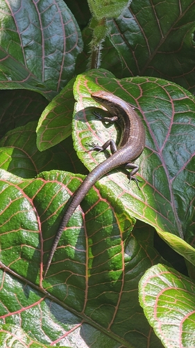 Lampropholis delicata observed 2026-10-10