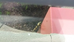Papilio glaucus