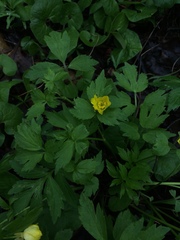 Ranunculus fascicularis