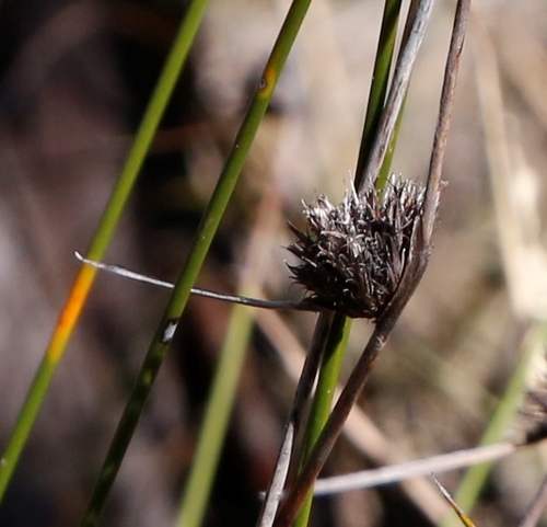 Image of Semaphore Sedge (Mesomelaena pseudostygia) by (c) Margaret Langley, some rights reserved (CC BY)