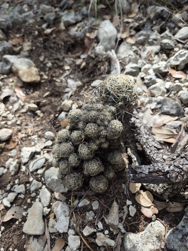 Grooved nipple cactus
