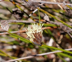 Mesomelaena pseudostygia