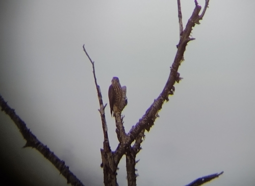 Eurasian Goshawk