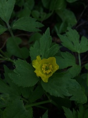 Ranunculus fascicularis