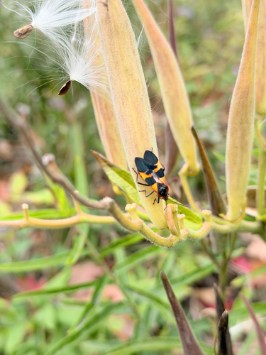 Large Milkweed Bug
