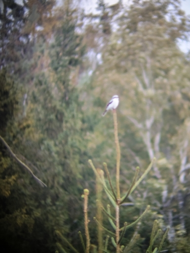 Great Gray Shrike