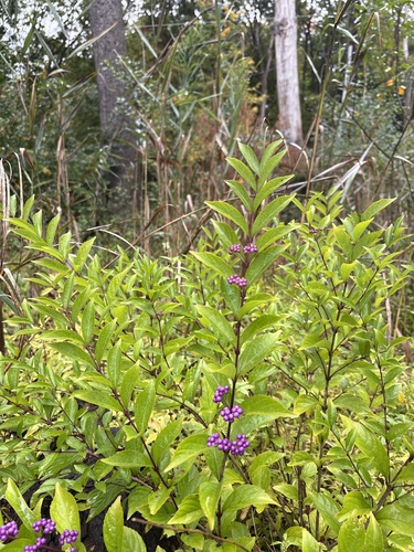 Purple Beautyberry