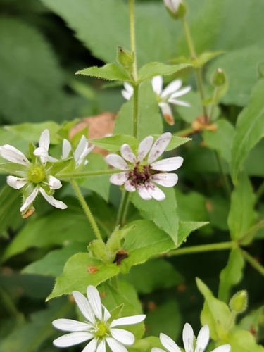 Chickweed Anther Smut
