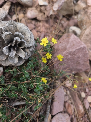 yellow rock rose