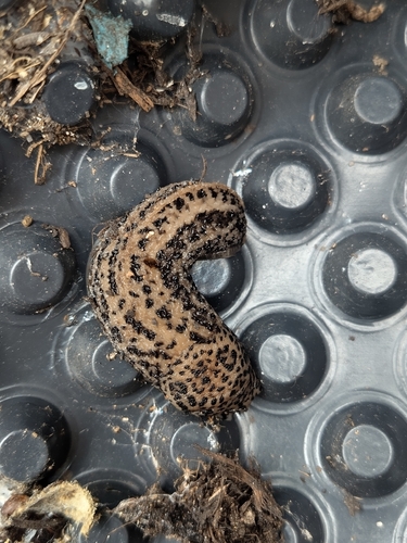 Leopard Slug