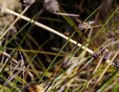 Mesomelaena pseudostygia