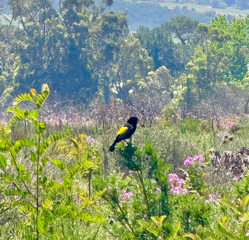 iNaturalist image