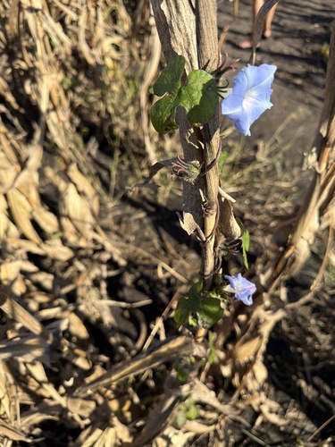 ivy-leaved morning-glory