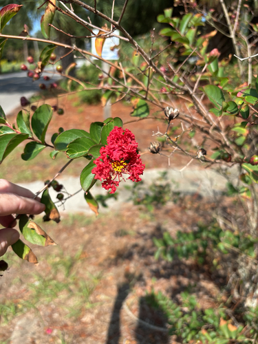 Lagerstroemia indica observed 2026-10-11