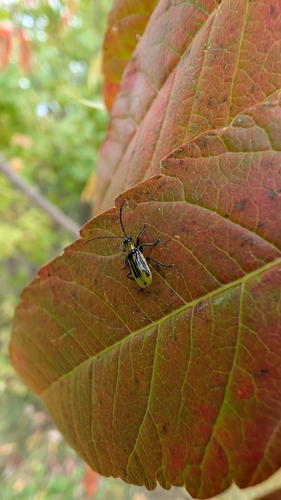 Western Corn Rootworm