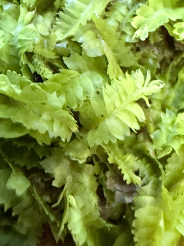 Geocalyx graveolens, 2026-10-10