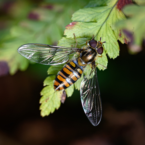 Marmalade Hover Fly
