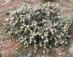 Corynopuntia