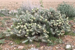 Corynopuntia