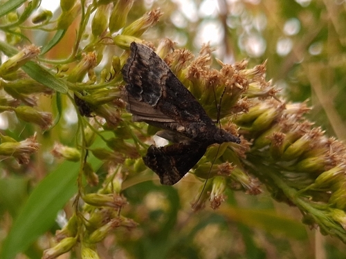 Green Cloverworm Moth
