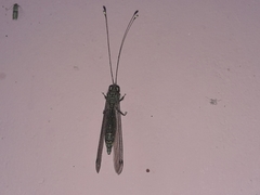 Ululodes macleayanus