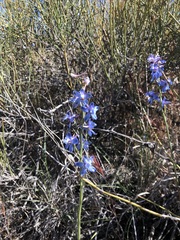 Delphinium parishii parishii
