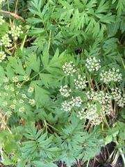 Ligusticum apiifolium