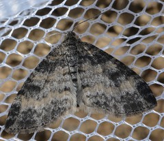 Lobophora nivigerata