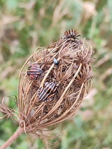 Continental Striped Shield Bug