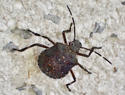 Brown Marmorated Stink Bug