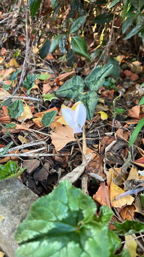 Ivy-leaved cyclamen