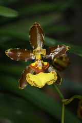 Oncidium oliganthum