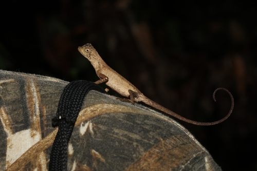 Aphaniotis fusca observed 2026-10-11