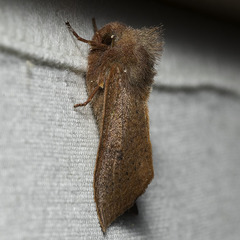 Orthosia transparens