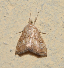 Scybalistodes periculosalis