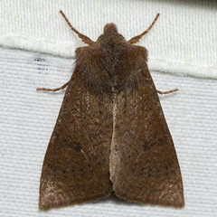 Orthosia transparens