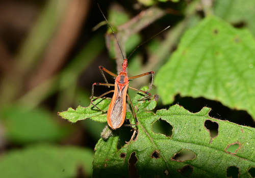Euagoras plagiatus