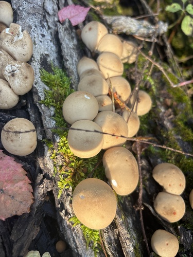 Pear-shaped Puffball