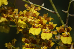 Oncidium sphacelatum