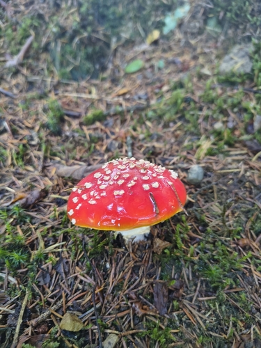 Fly Agaric