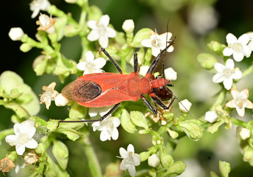 Cutocoris russatus