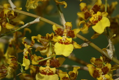 Oncidium sphacelatum
