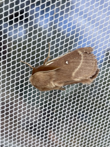 Grass Eggar